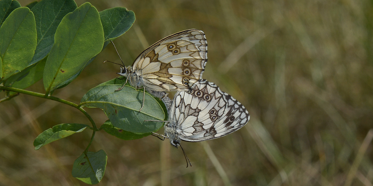 Melanargia galathea? S